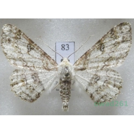 Ascotis selenaria (Denis & Schiffermüller, 1775) Czech83